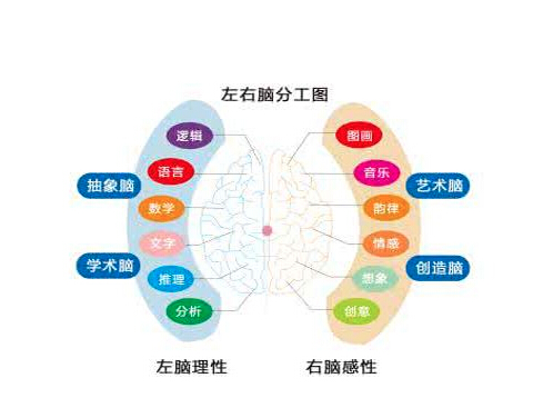 全脑教育 全脑教育