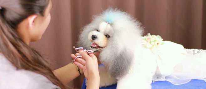 狗博士加盟 狗博士加盟